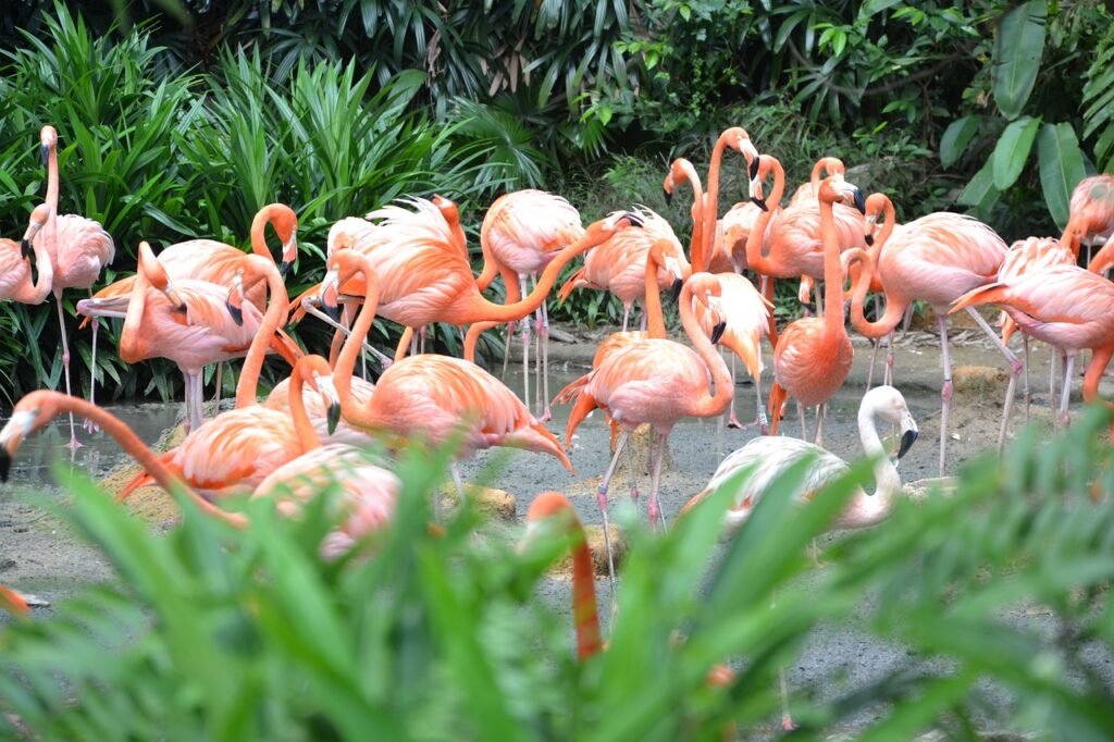 flamingos, zoo, singapore-4720303.jpg