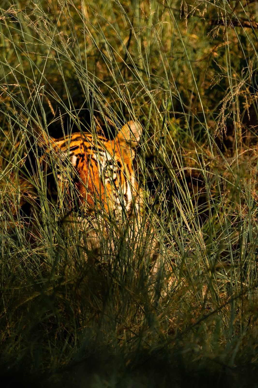 Ranthambore National Park