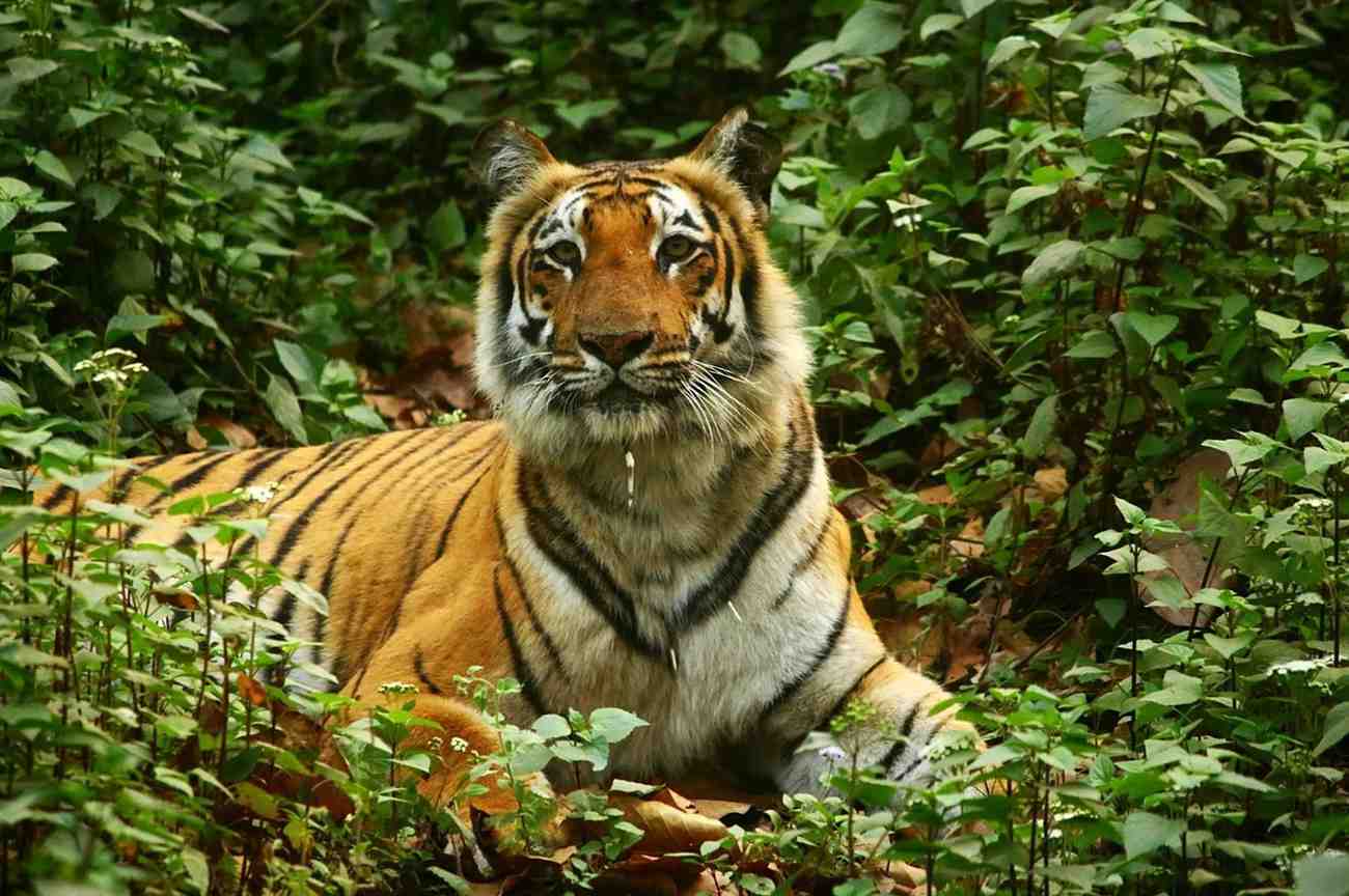 anamalai-tiger-reserve