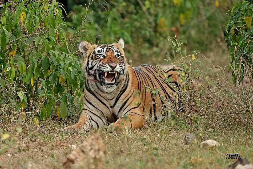 sariska-tiger-reserve